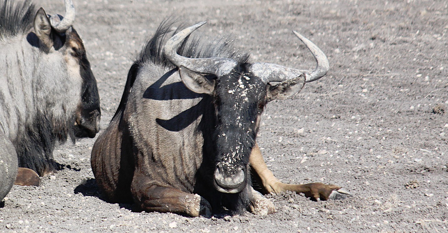 Namibie_Etosha4_2015_Img0125