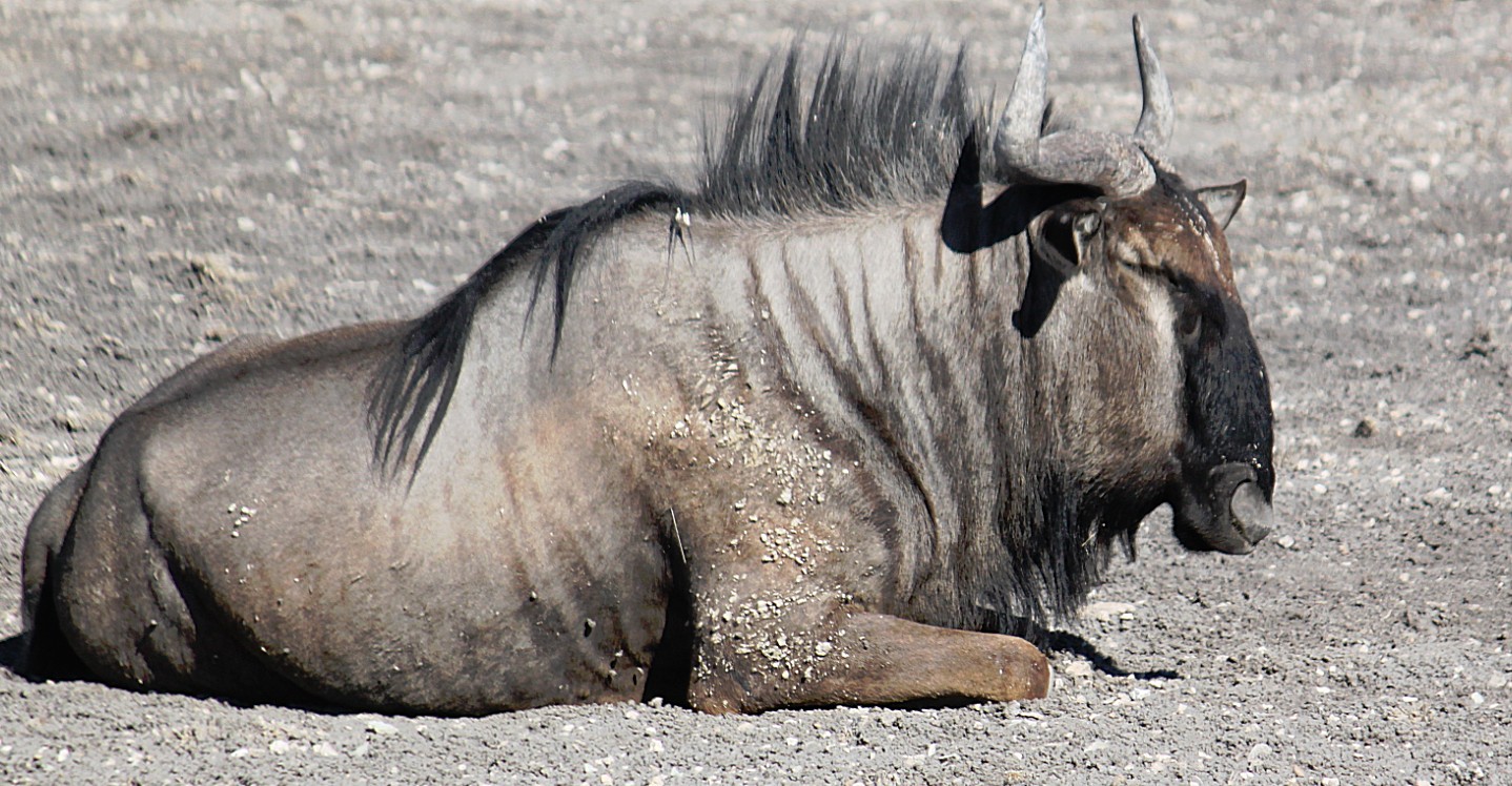 Namibie_Etosha4_2015_Img0126