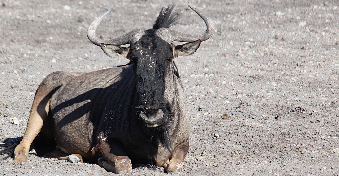 Namibie_Etosha4_2015_Img0127