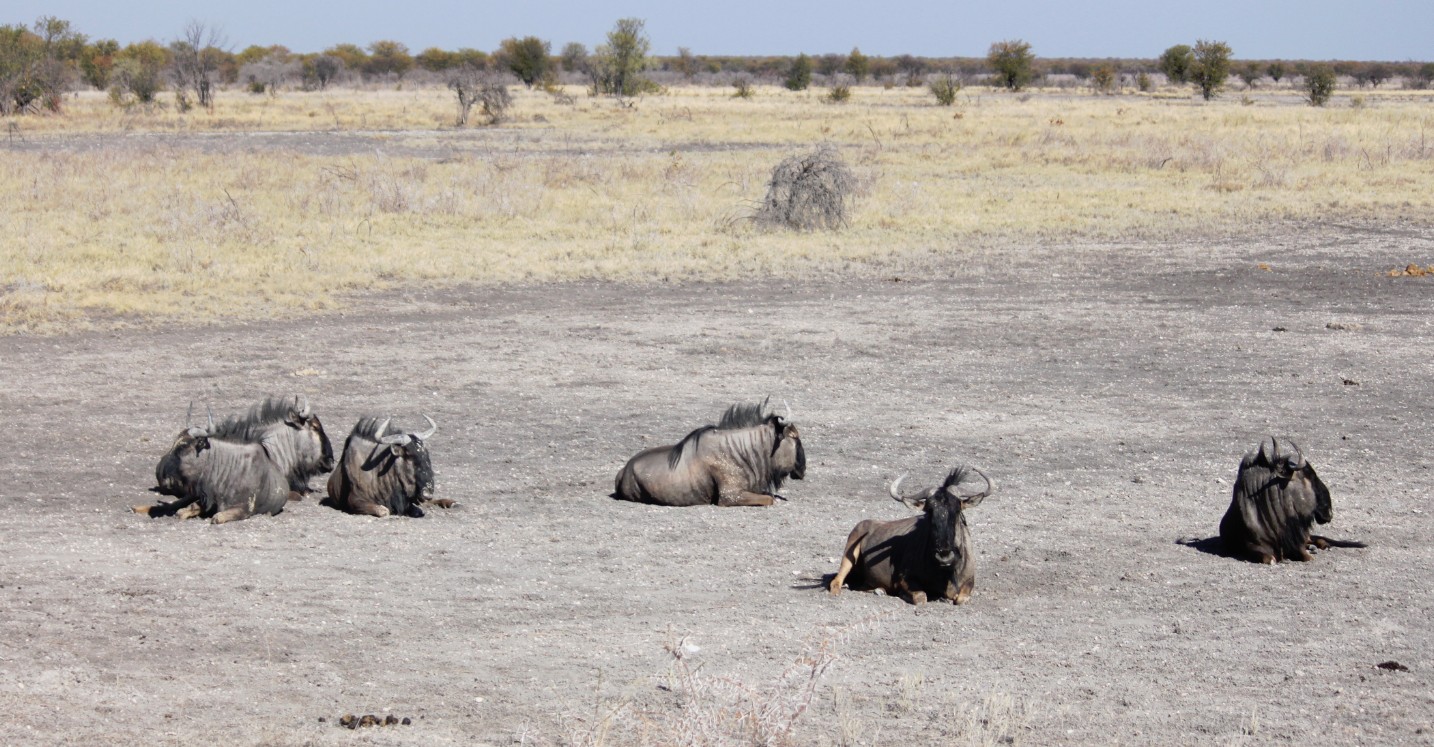 Namibie_Etosha4_2015_Img0128