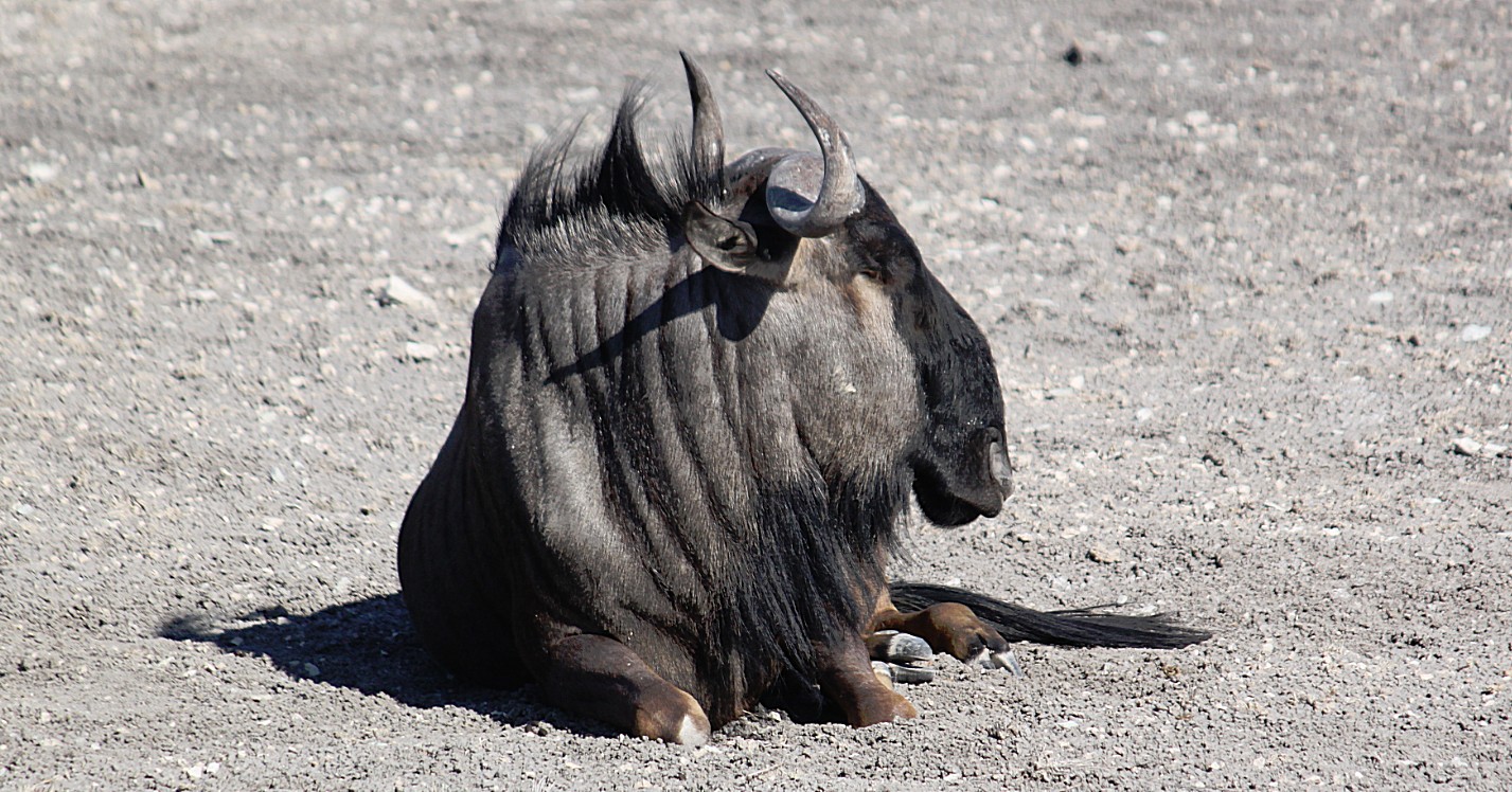 Namibie_Etosha4_2015_Img0129