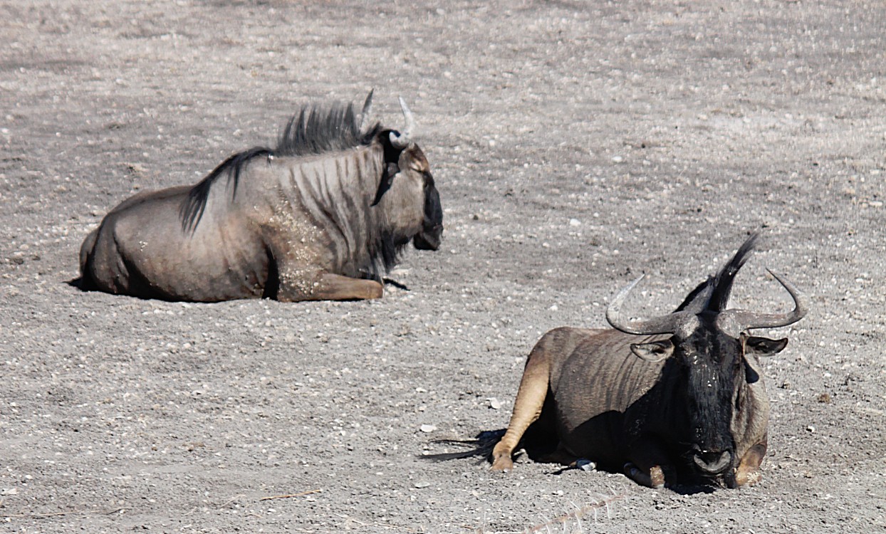 Namibie_Etosha4_2015_Img0130