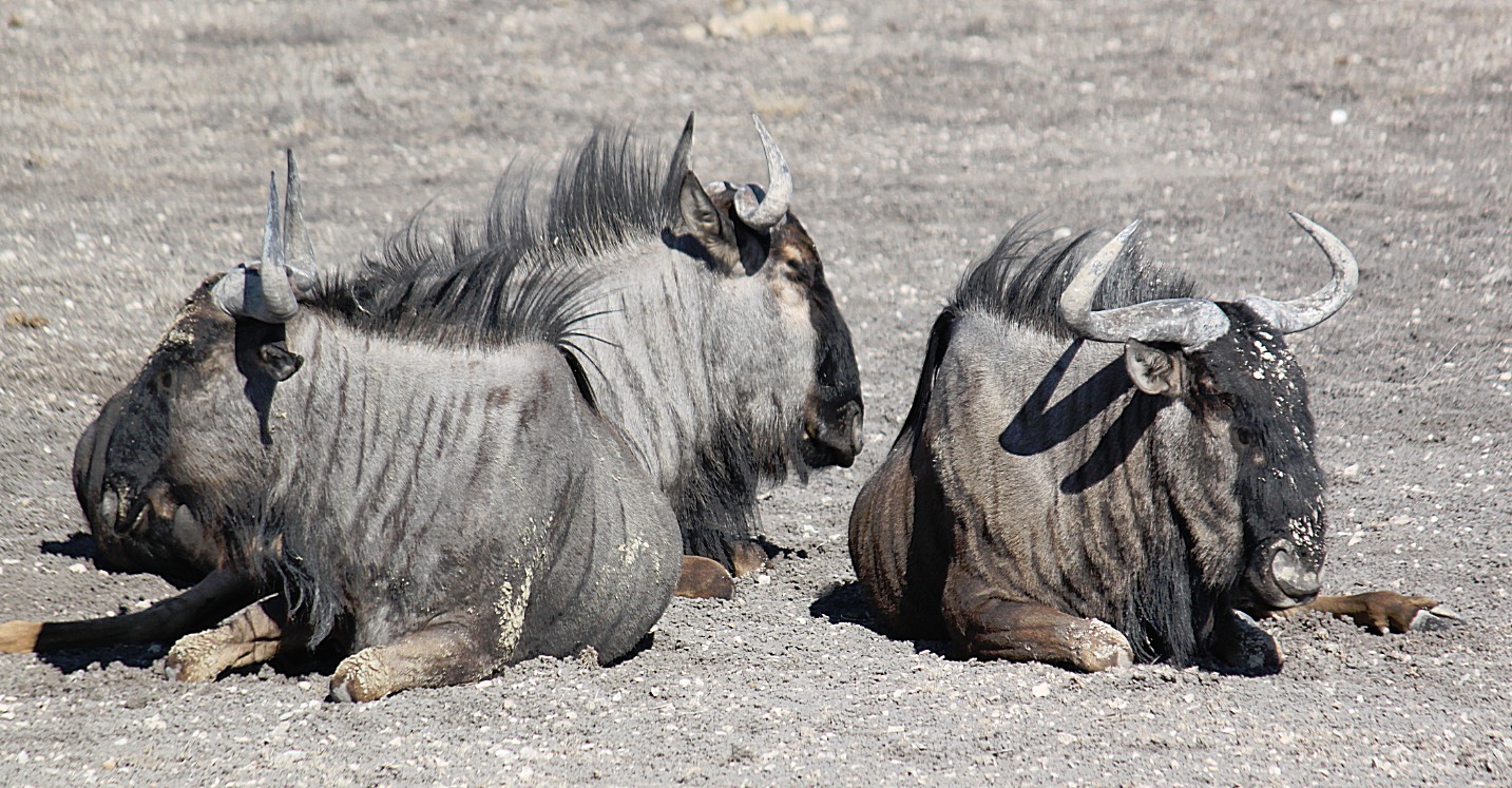 Namibie_Etosha4_2015_Img0131