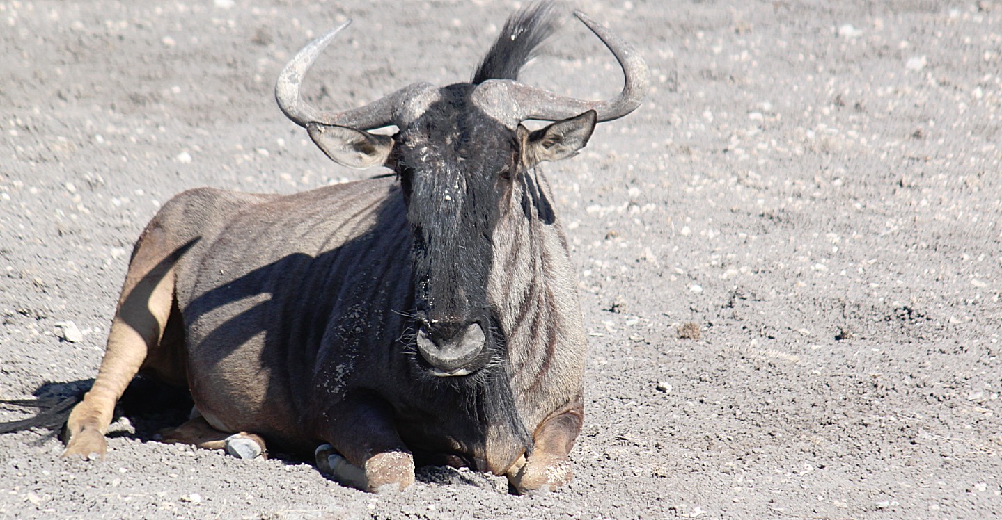 Namibie_Etosha4_2015_Img0132