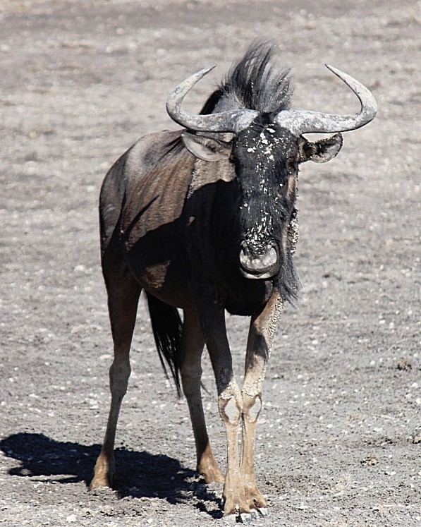 Namibie_Etosha4_2015_Img0133