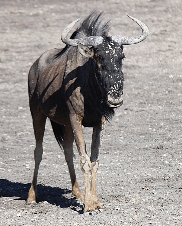 Namibie_Etosha4_2015_Img0134