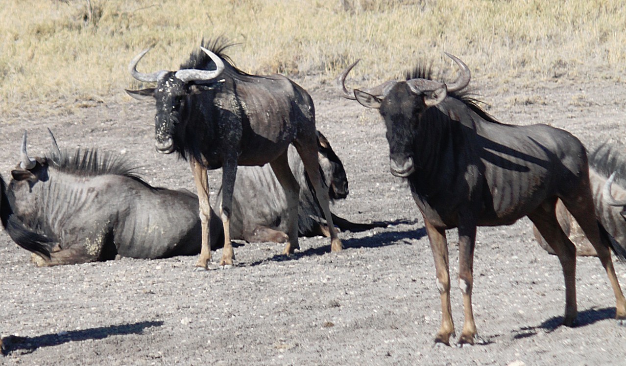 Namibie_Etosha4_2015_Img0135