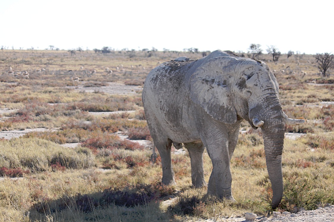 Namibie_Etosha4_2015_Img0138