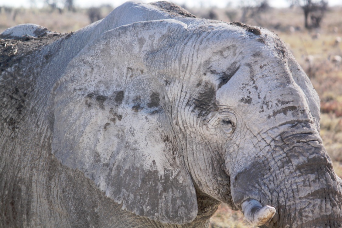 Namibie_Etosha4_2015_Img0139