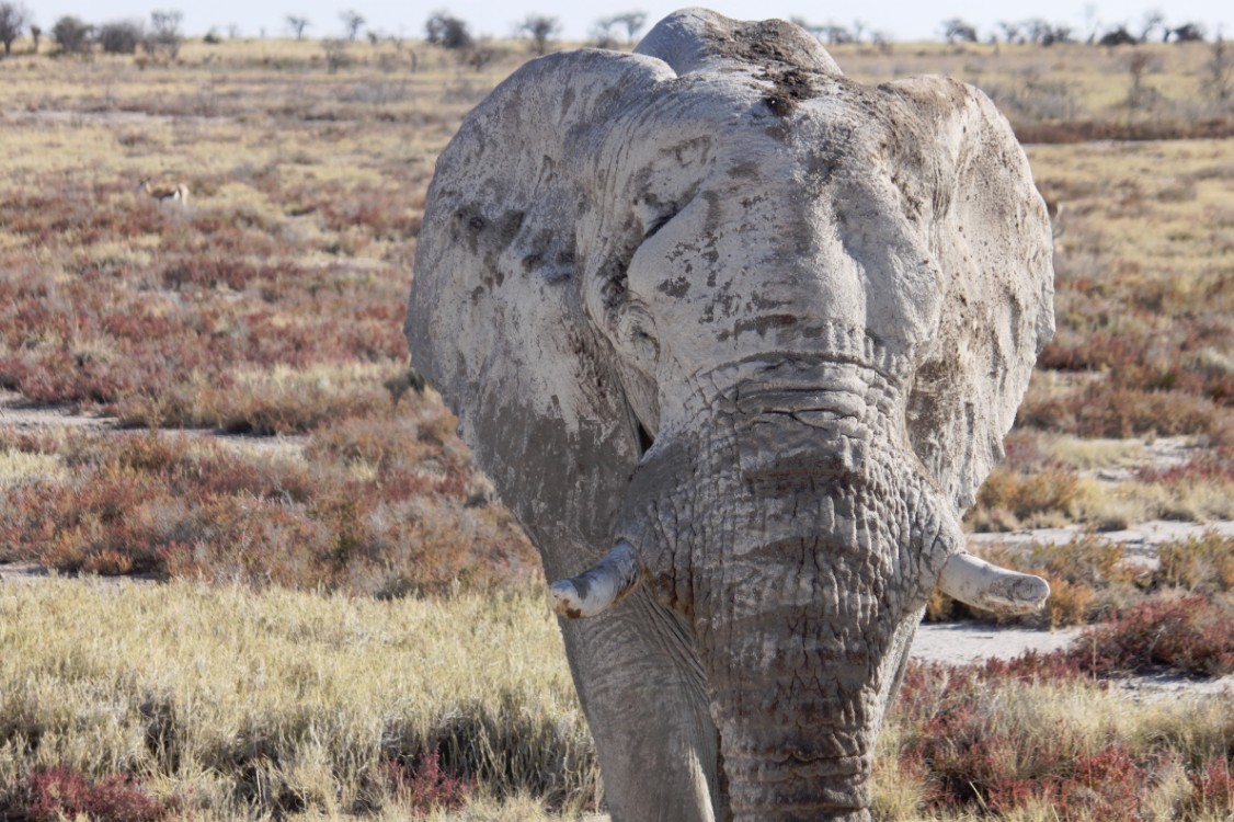 Namibie_Etosha4_2015_Img0141