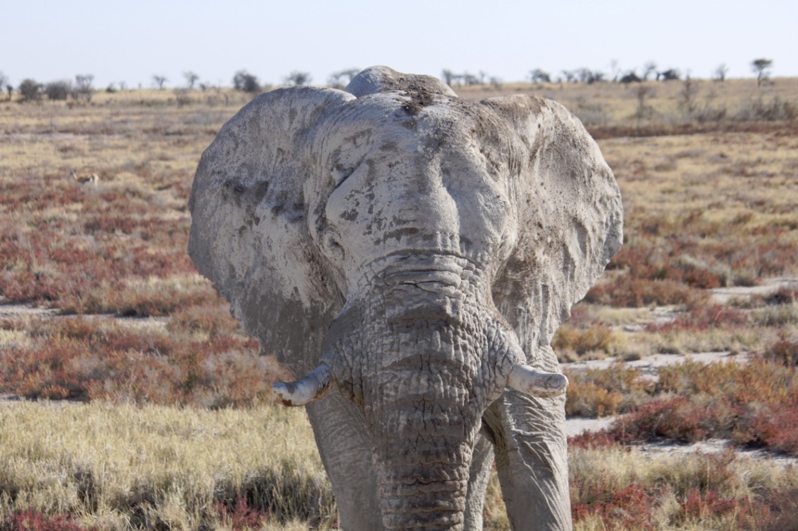 Namibie_Etosha4_2015_Img0142