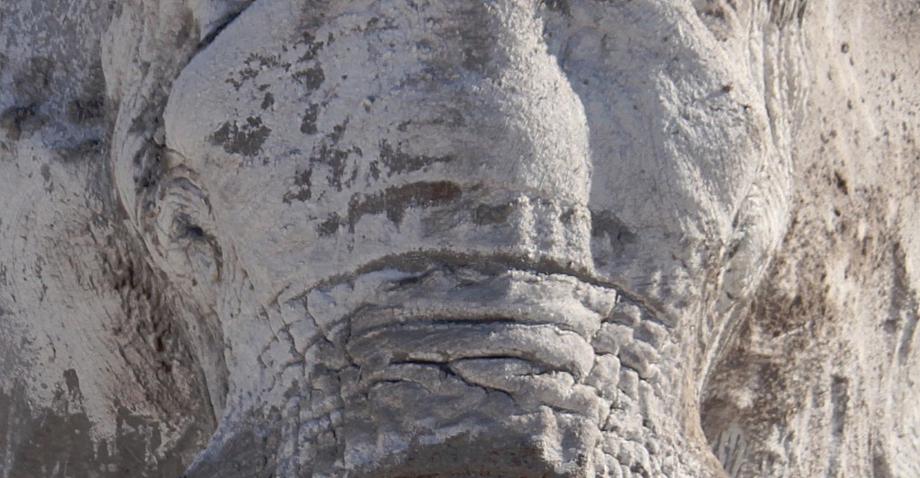 Namibie_Etosha4_2015_Img0145