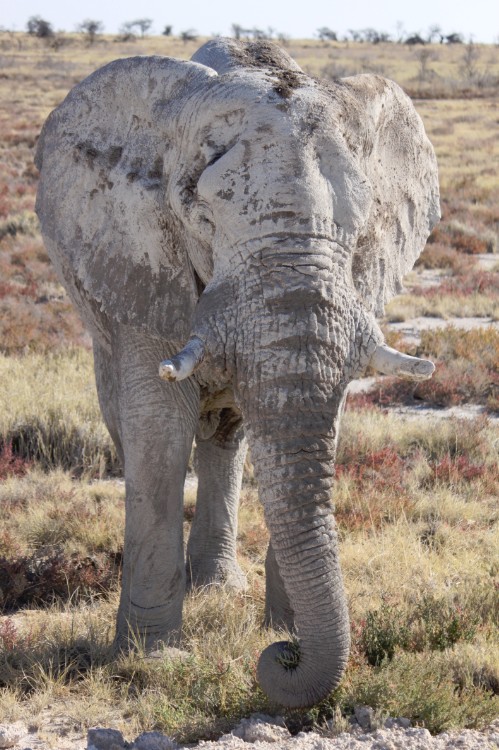 Namibie_Etosha4_2015_Img0146