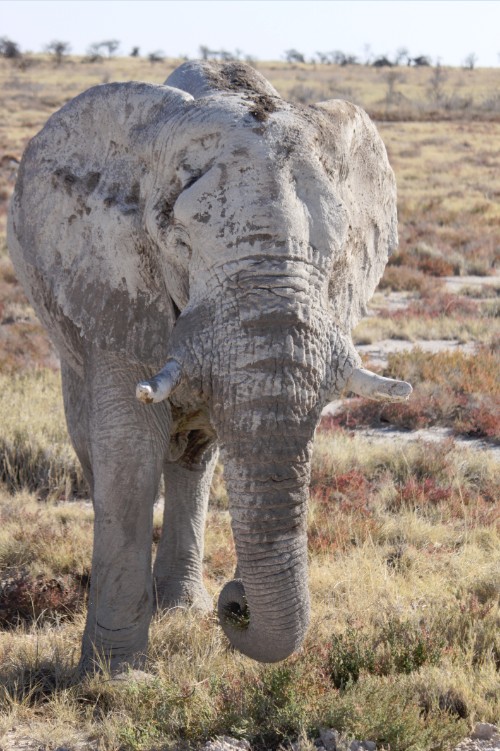 Namibie_Etosha4_2015_Img0147