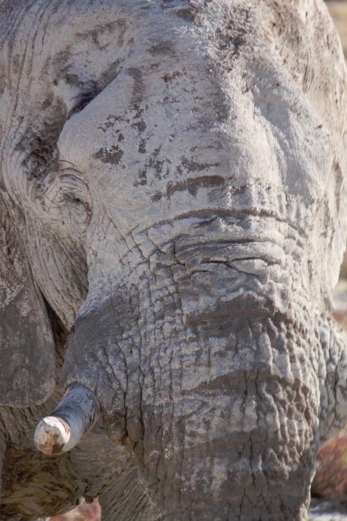 Namibie_Etosha4_2015_Img0148