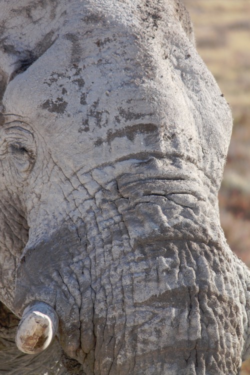 Namibie_Etosha4_2015_Img0149