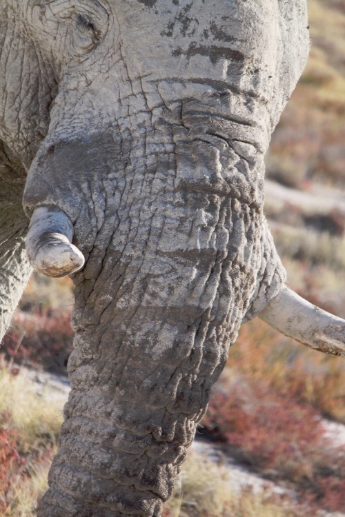 Namibie_Etosha4_2015_Img0150