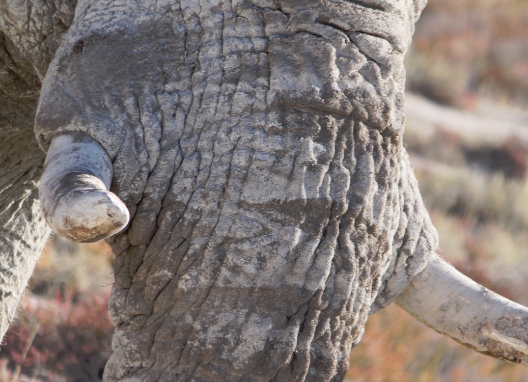 Namibie_Etosha4_2015_Img0151