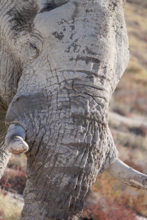 Namibie_Etosha4_2015_Img0152