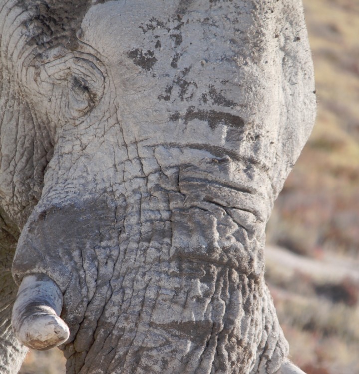 Namibie_Etosha4_2015_Img0153