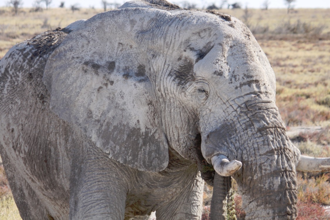 Namibie_Etosha4_2015_Img0154