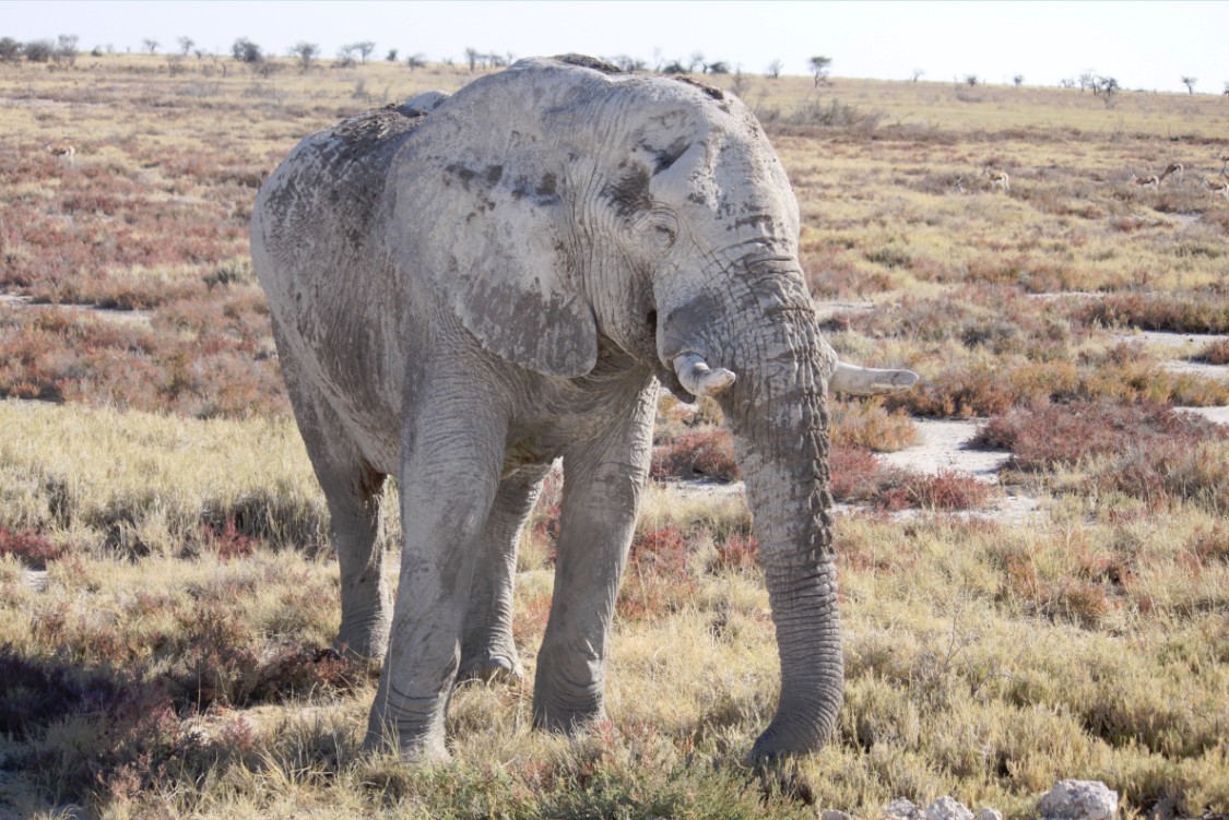 Namibie_Etosha4_2015_Img0155