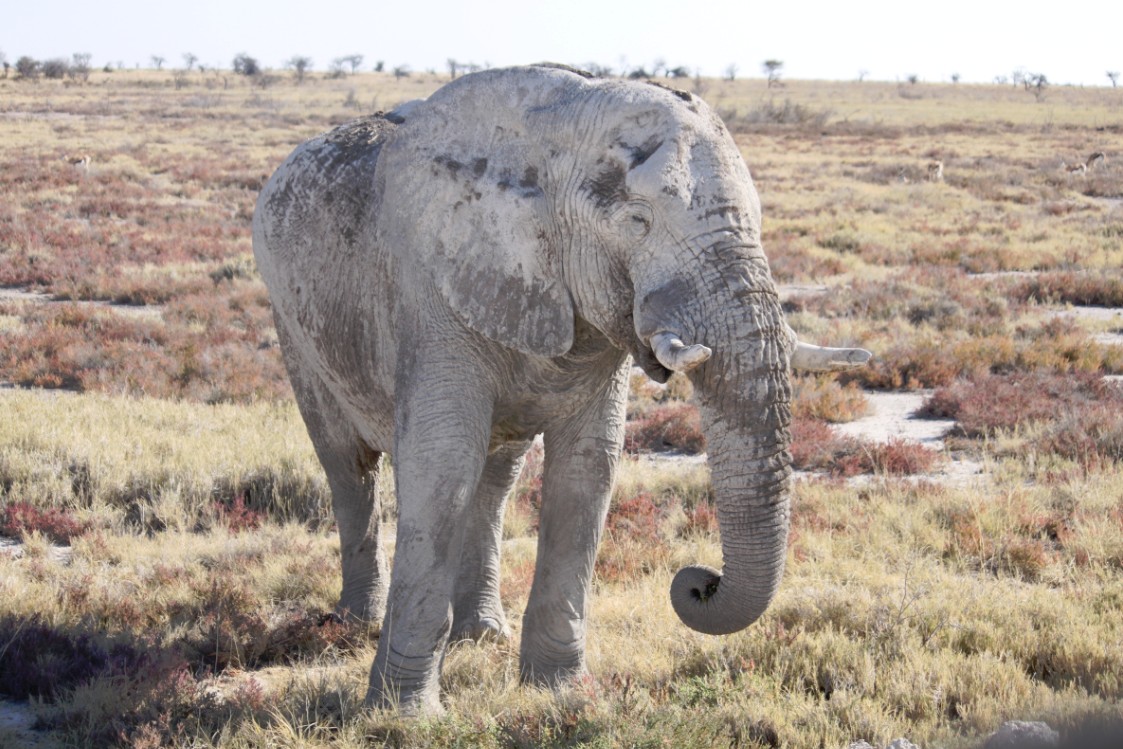 Namibie_Etosha4_2015_Img0156