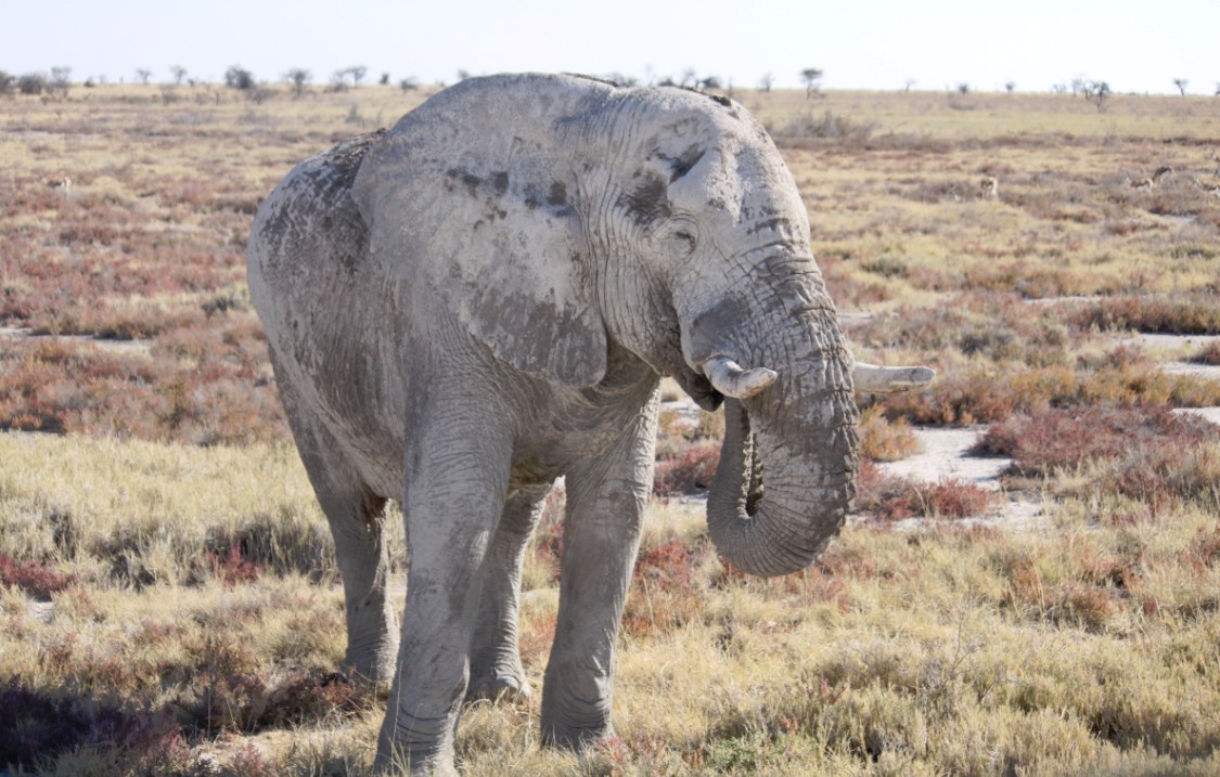 Namibie_Etosha4_2015_Img0158