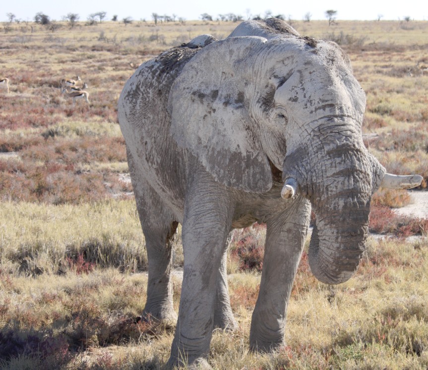 Namibie_Etosha4_2015_Img0159