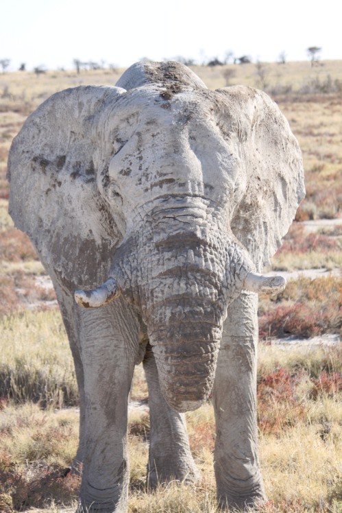 Namibie_Etosha4_2015_Img0160