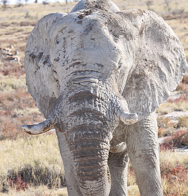 Namibie_Etosha4_2015_Img0161