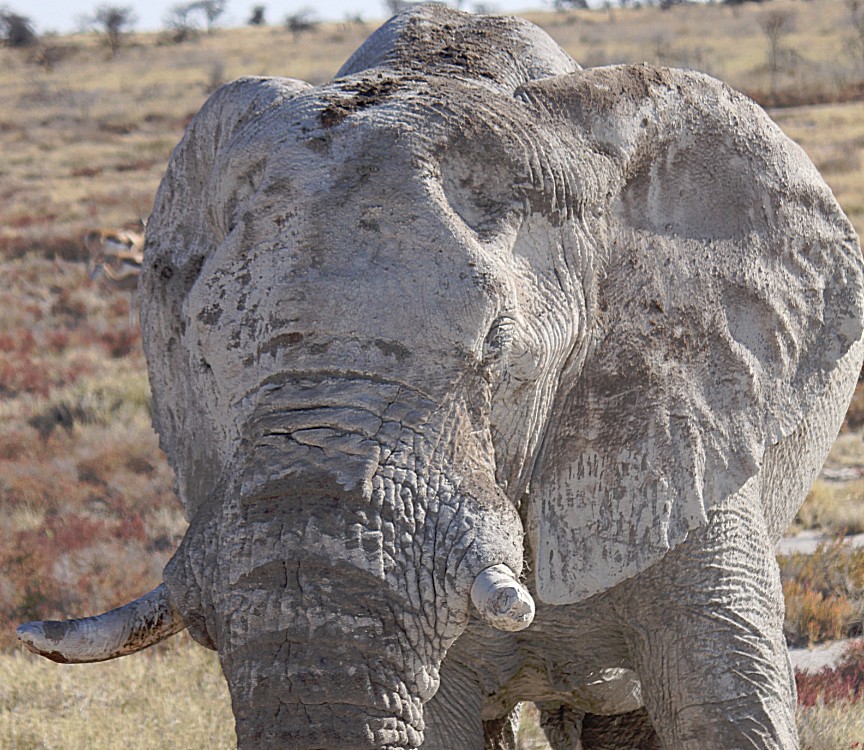 Namibie_Etosha4_2015_Img0162