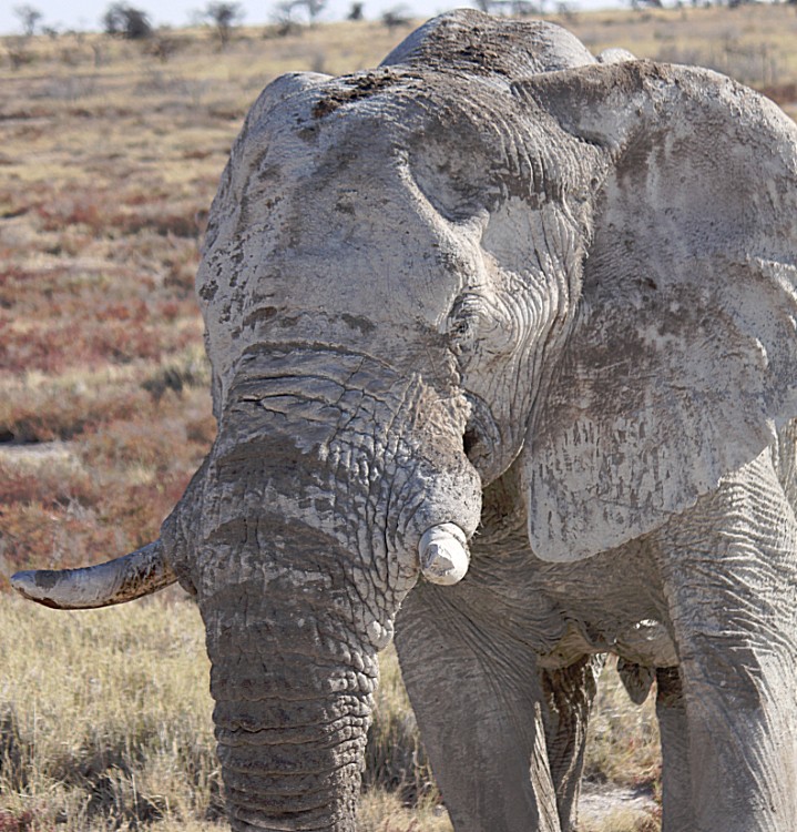 Namibie_Etosha4_2015_Img0163