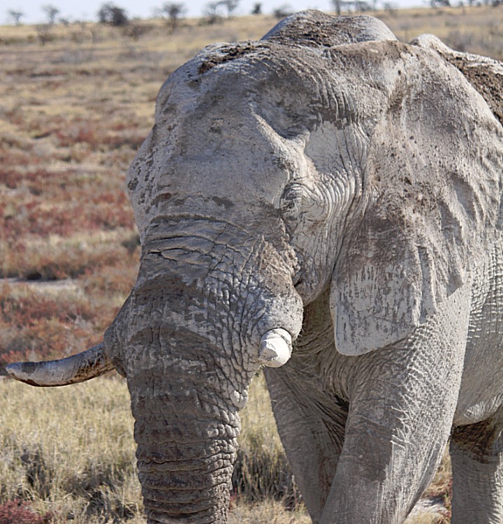 Namibie_Etosha4_2015_Img0164