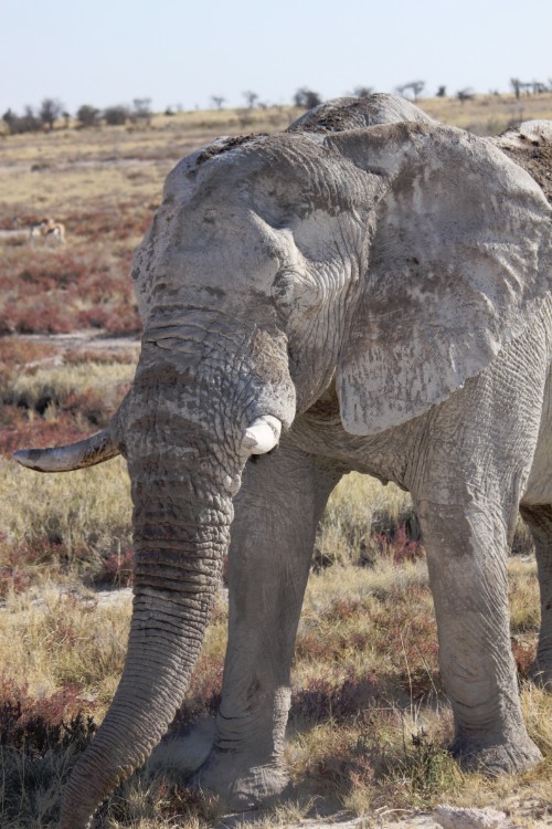 Namibie_Etosha4_2015_Img0165