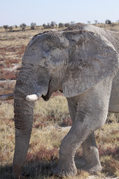 Namibie_Etosha4_2015_Img0166