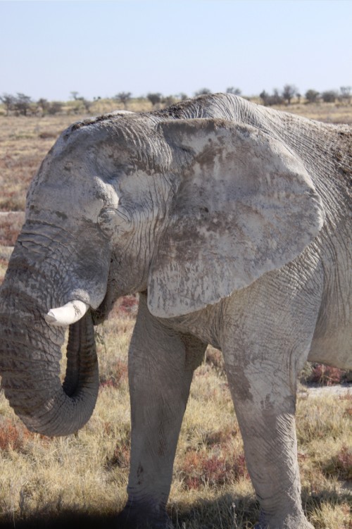 Namibie_Etosha4_2015_Img0167