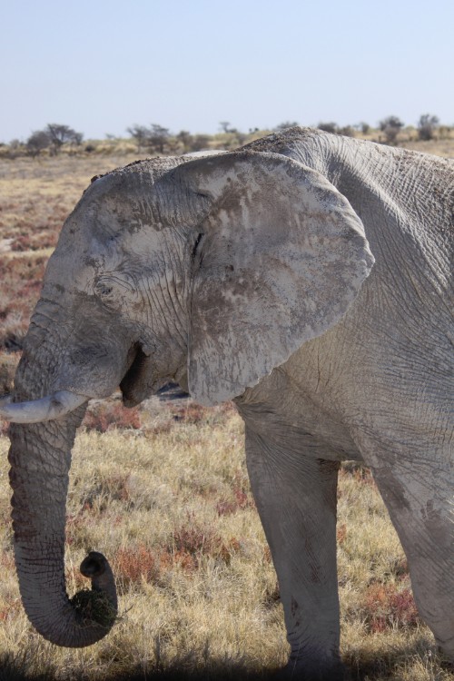 Namibie_Etosha4_2015_Img0168