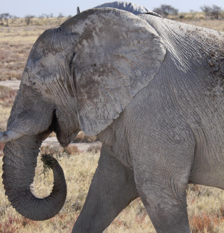 Namibie_Etosha4_2015_Img0169