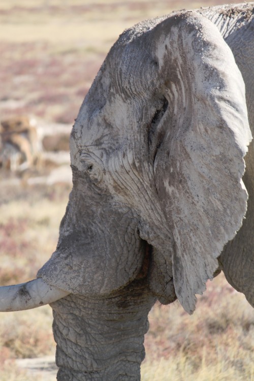 Namibie_Etosha4_2015_Img0170