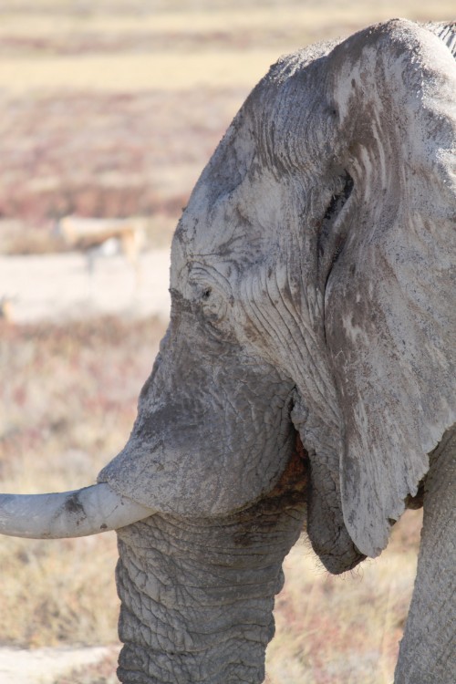 Namibie_Etosha4_2015_Img0171