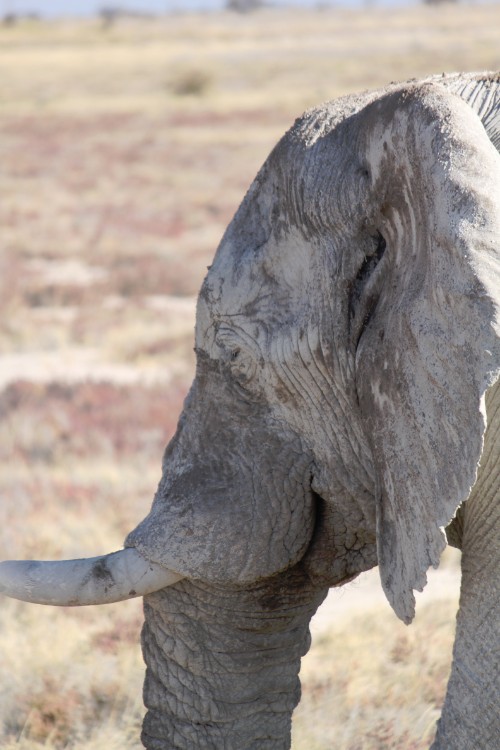 Namibie_Etosha4_2015_Img0172