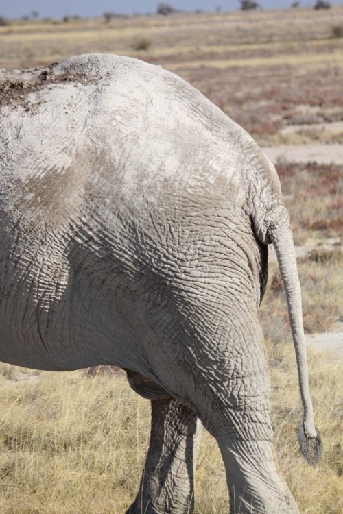 Namibie_Etosha4_2015_Img0173