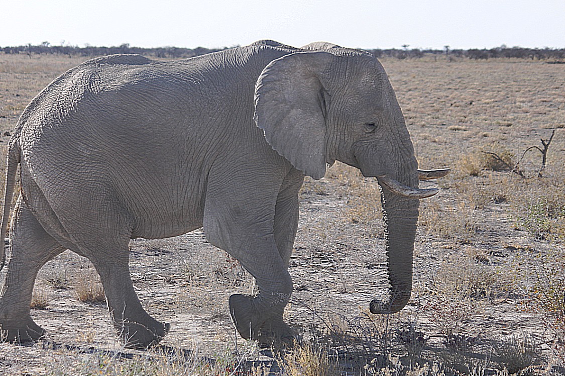 Namibie_Etosha4_2015_Img0174