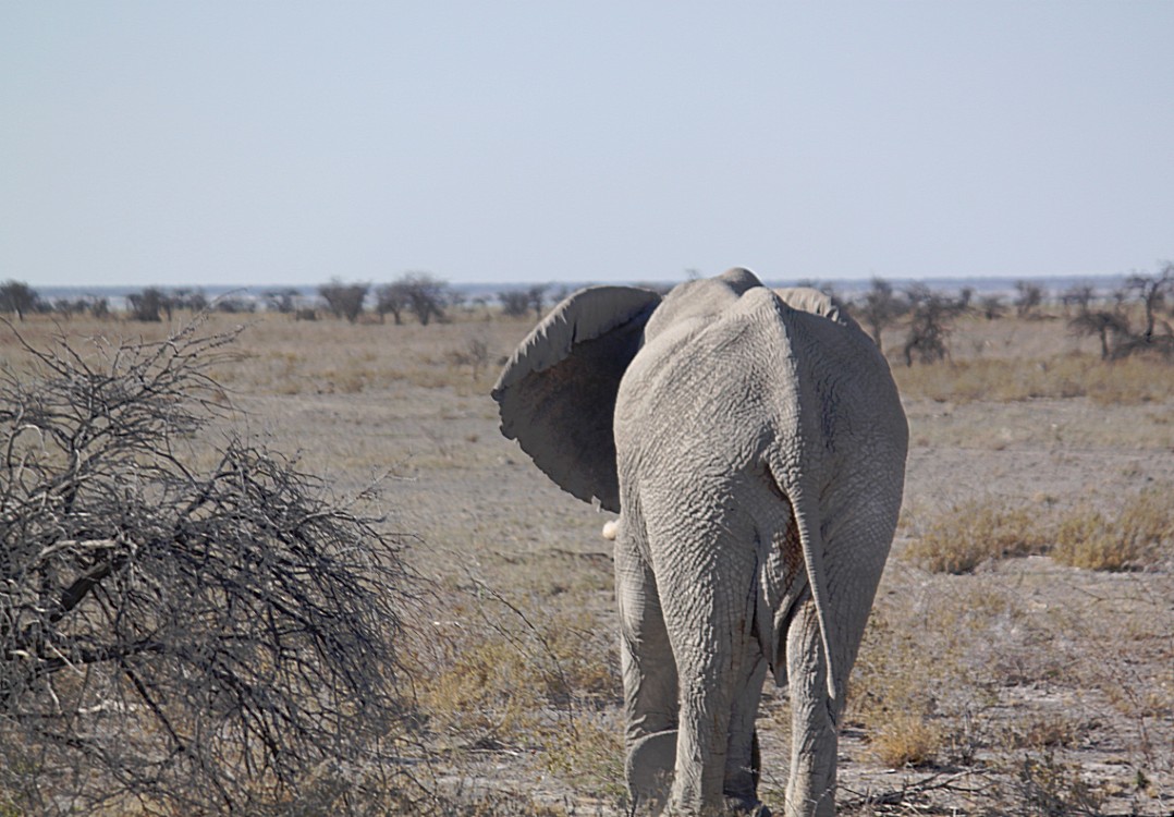 Namibie_Etosha4_2015_Img0175