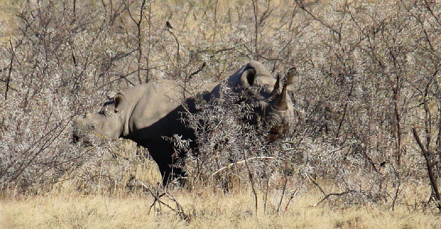 Namibie_Etosha4_2015_Img0177