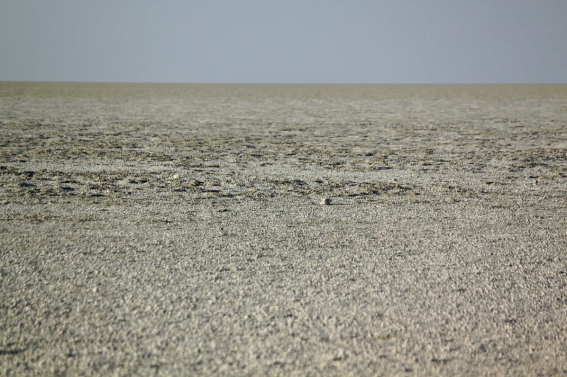 Namibie_Etosha5_2015_Img0005