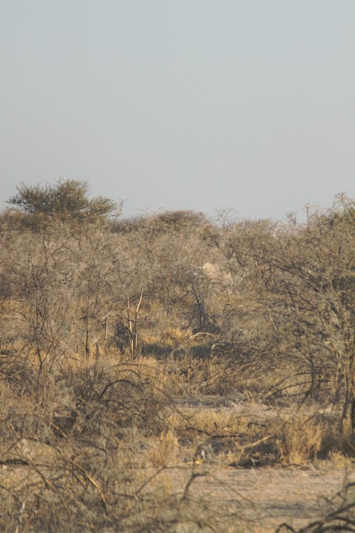 Namibie_Etosha5_2015_Img0019