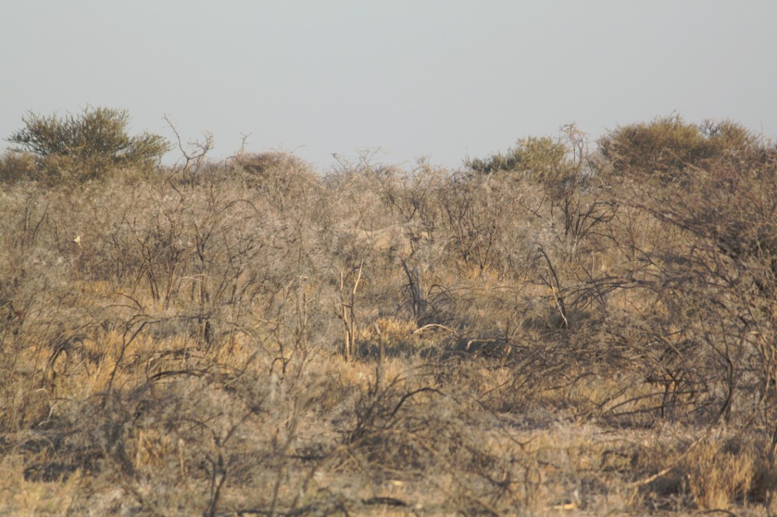 Namibie_Etosha5_2015_Img0020