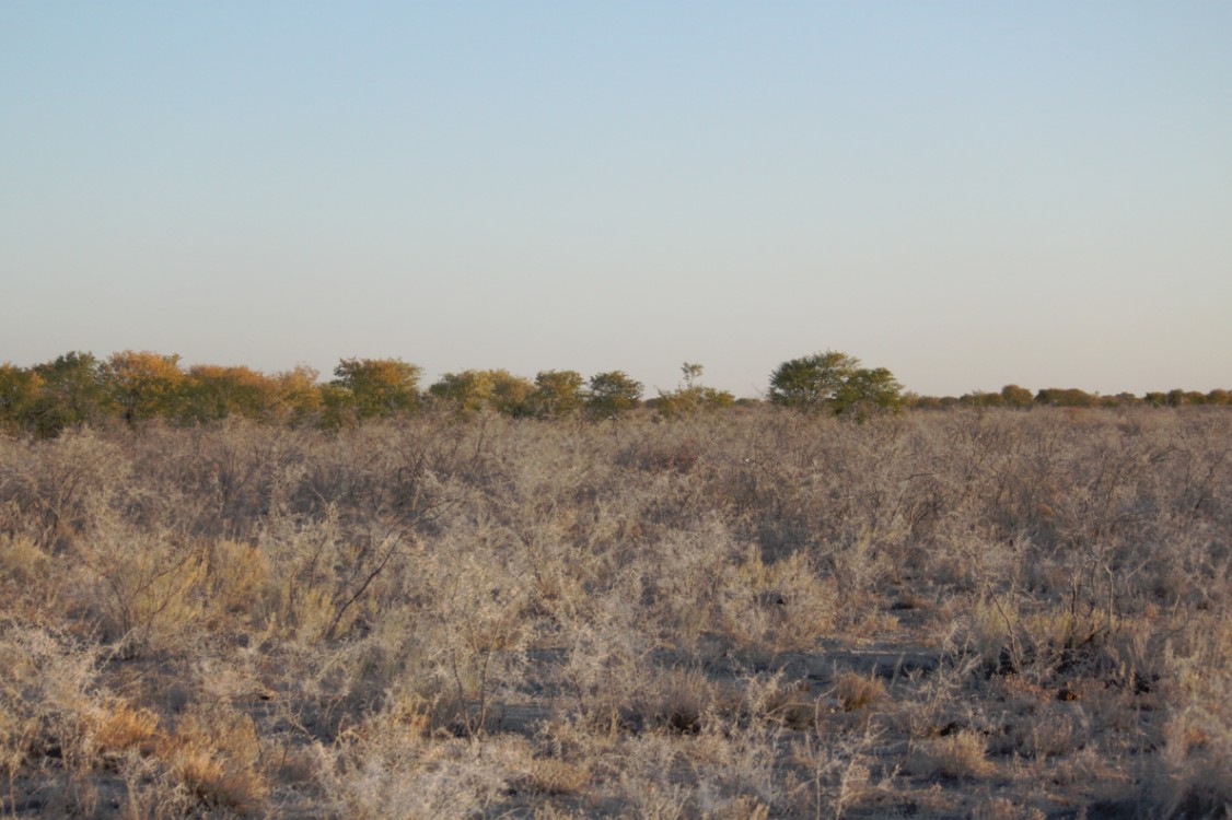 Namibie_Etosha5_2015_Img0021